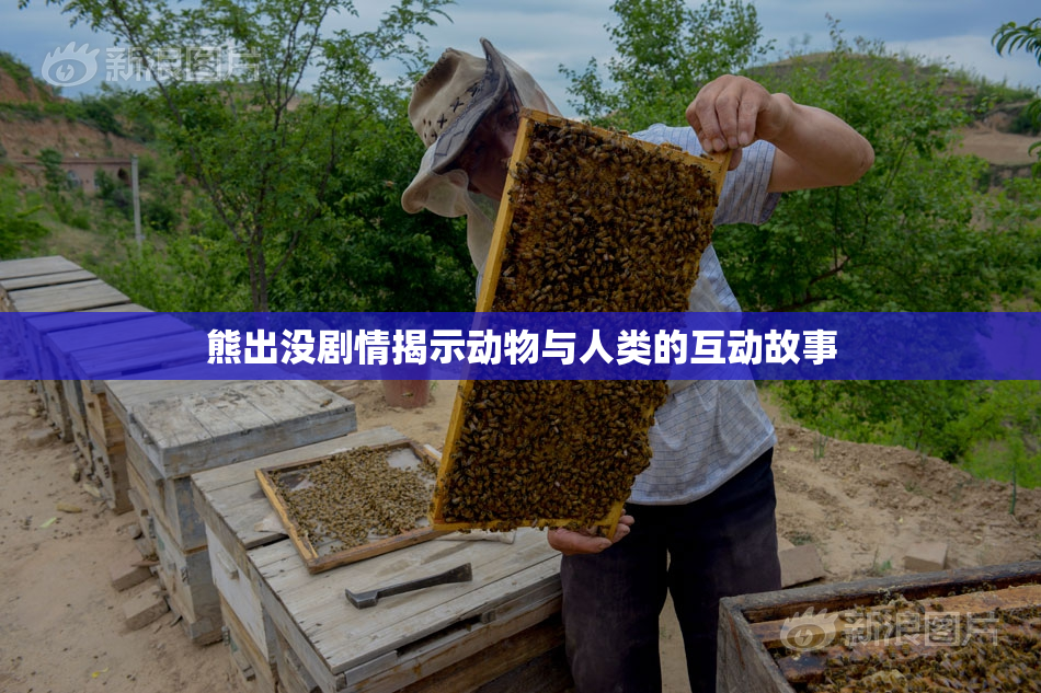 熊出没剧情揭示动物与人类的互动故事