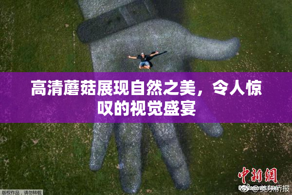 高清蘑菇展现自然之美，令人惊叹的视觉盛宴