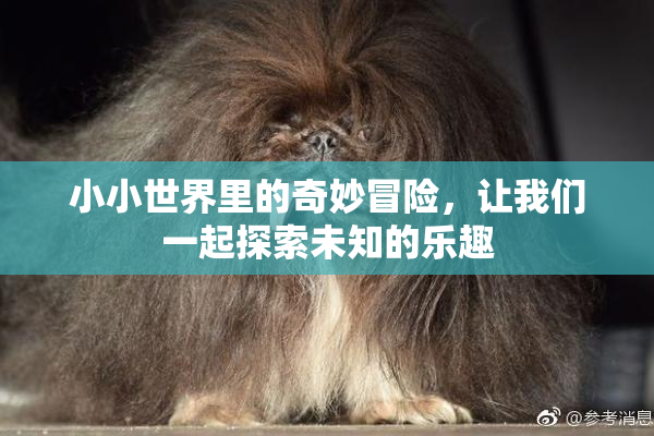 小小世界里的奇妙冒险，让我们一起探索未知的乐趣