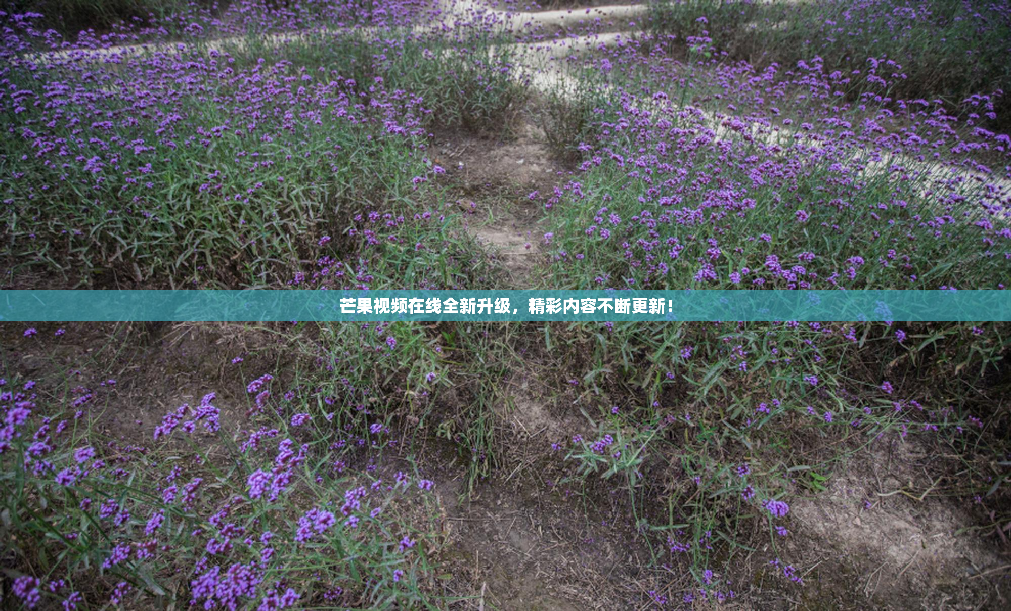 芒果视频在线全新升级，精彩内容不断更新！