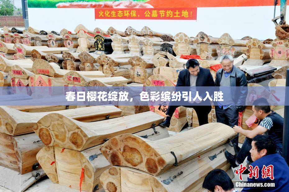 春日樱花绽放，色彩缤纷引人入胜