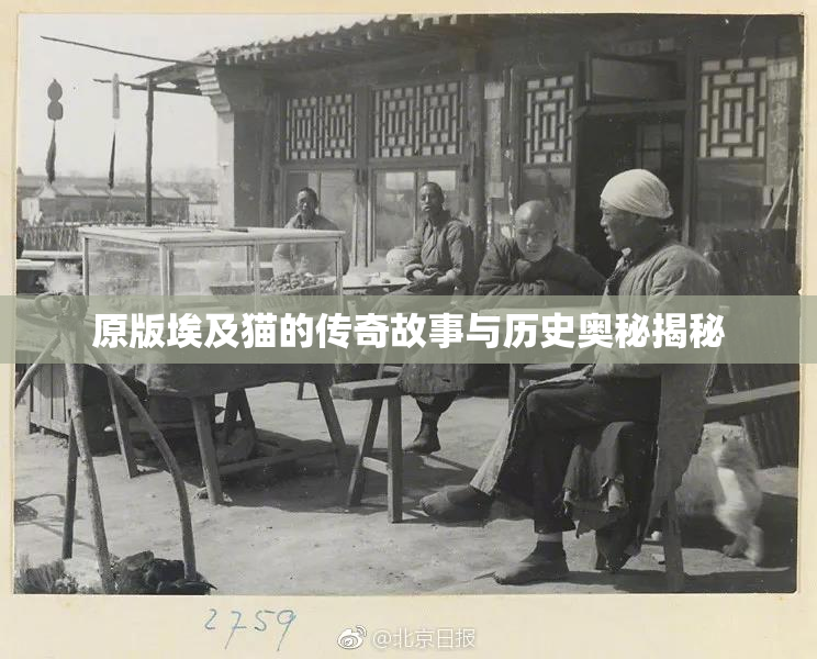 原版埃及猫的传奇故事与历史奥秘揭秘