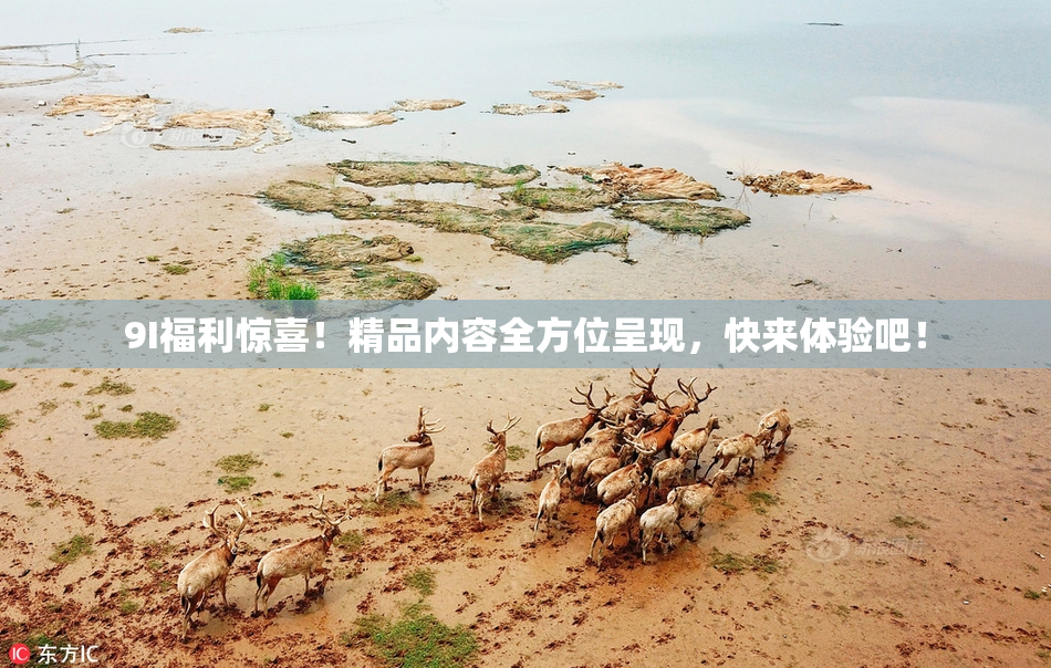 9I福利惊喜！精品内容全方位呈现，快来体验吧！