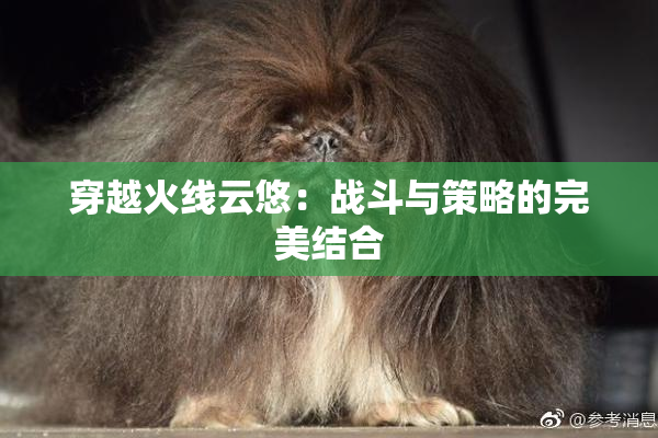 穿越火线云悠：战斗与策略的完美结合
