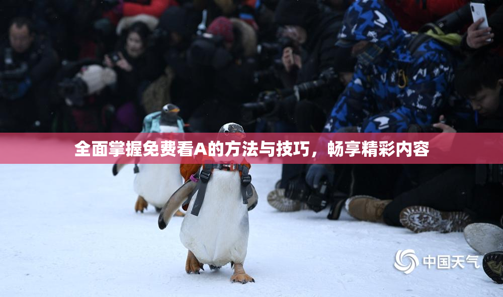 全面掌握免费看A的方法与技巧，畅享精彩内容