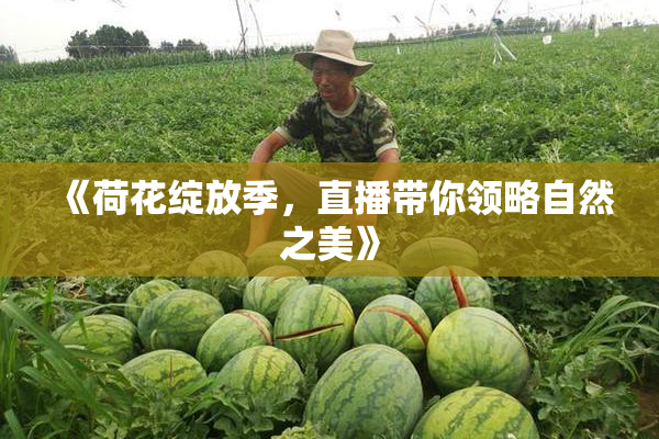 《荷花绽放季，直播带你领略自然之美》