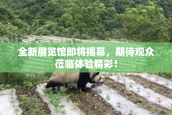 全新展览馆即将揭幕，期待观众莅临体验精彩！