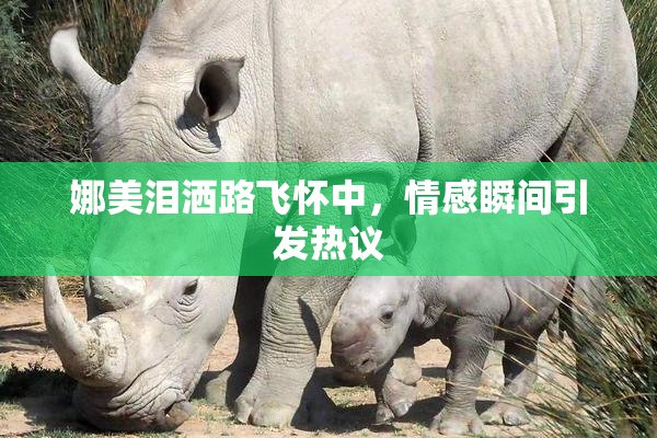 娜美泪洒路飞怀中，情感瞬间引发热议