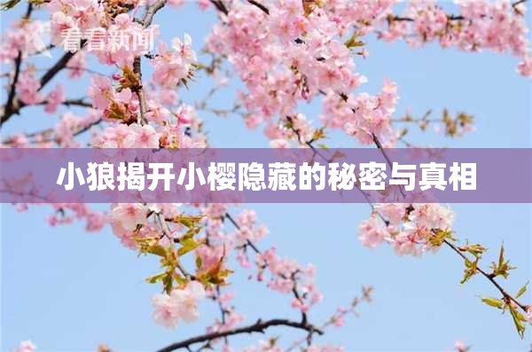 小狼揭开小樱隐藏的秘密与真相