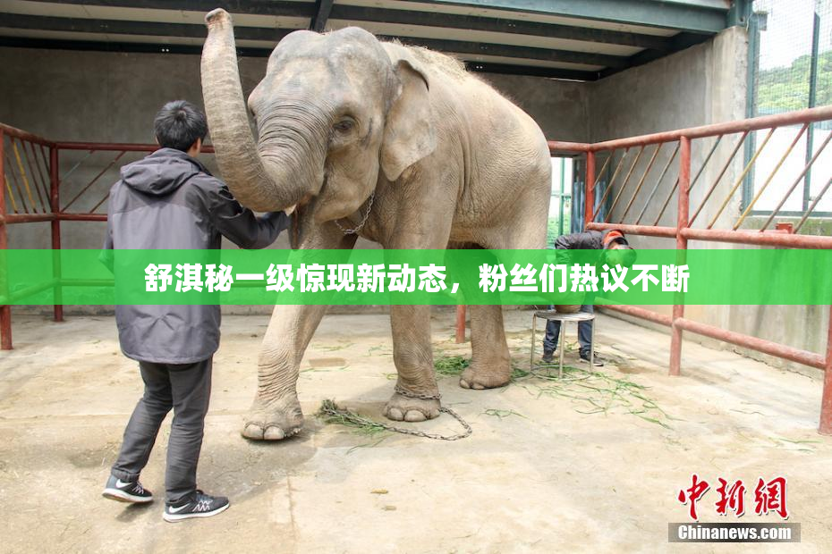 舒淇秘一级惊现新动态，粉丝们热议不断
