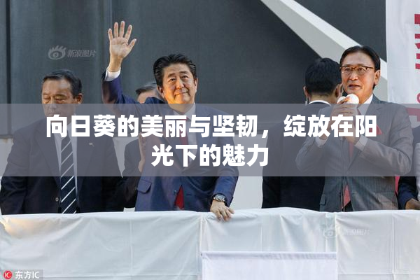 向日葵的美丽与坚韧，绽放在阳光下的魅力