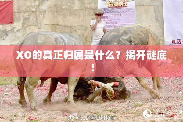 XO的真正归属是什么？揭开谜底！